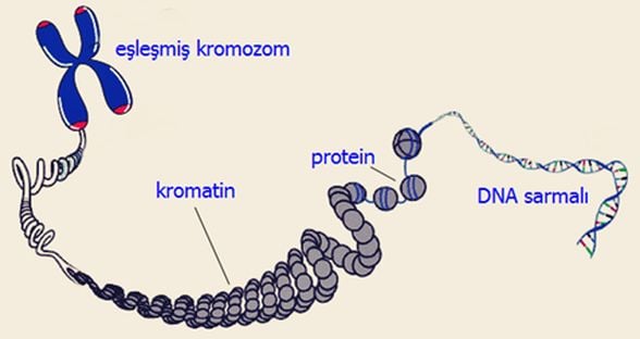 Kromatin İpliklerin Çekirdekteki Yeri