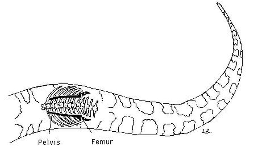 Yılanlarda Femur Kemiği