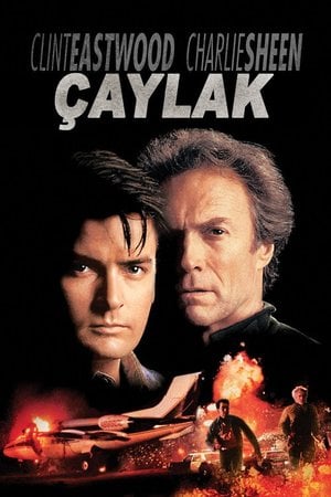 Çaylak