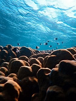 İnsan vücudunun ortalama %55-70'i su içeriyor diyorsak geri kalan kısım %30-45 ne ?veya neler içerir?