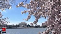 Cherry Blossom Festival begins as D.C. trees start their bloom cycle