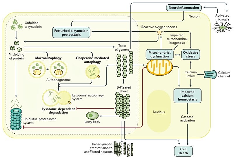 Parkinson hastalığında rol oynayan moleküler mekanizmalar: Parkinson hastalığının patogenezinde rol oynayan ana moleküler yollar arasındaki etkileşimleri gösteren şematik diyagram.