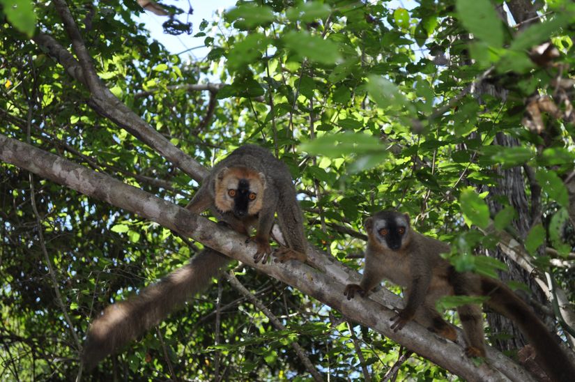 Solda, erkek kızıl-önlü lemur ve sağda, dişi kızıl-önlü lemur