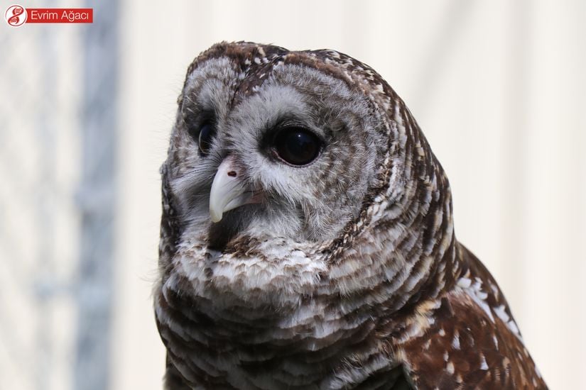 Çizgili baykuş (Strix varia) erişkin birey.