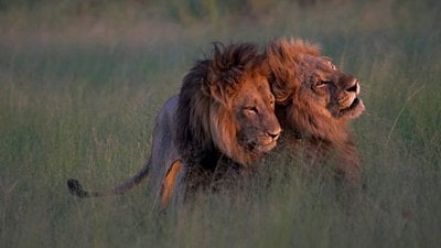 Aşırı Baskınlık ve Cinsel Zıtlık: Eşcinselliğin Yaygınlığını Açıklayabilecek 2 Genetik Hipotez