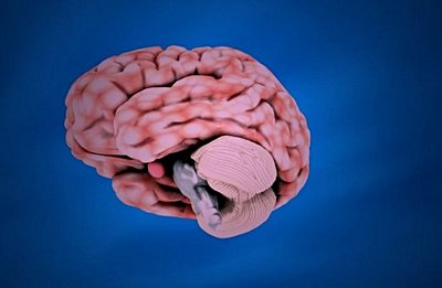 Sinirbilim ve Beyin - 7: Serebellum (Beyincik)