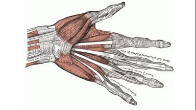 Parmaklarınızda, Parmak Hareketlerinizi Sağlayan Kaslar Yoktur!