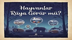 Hayvanlar da rüya görür mü ?