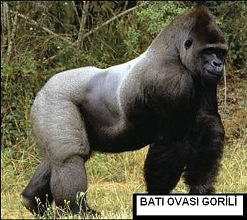 Batı Ovası Gorili
