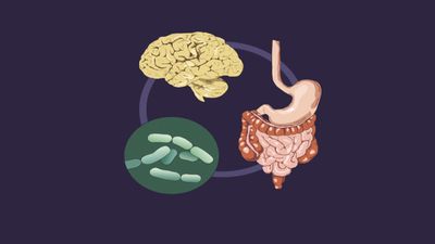 Beynimizde Yaşayan Yararlı Bakteriler Olabilir Mi?