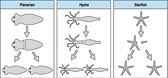 sırasıyla Planarya, Hidra ve deniz yıldızı üzerinde rejenerasyon.