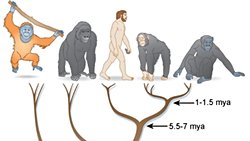 Hominidae (Kuyruksuz Maymun Ailesi)