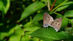 Mavizebra (Leptotes pirithous)