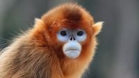 Zoo de Beauval: trois singes dorés venus de Chine présentés au public, une première en dehors d'Asie