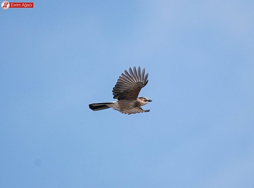 Uçarken ani bir şekilde kanatlarını vücutlarına tamamen yapıştırıp, uzaklaştırabilirler. Dolayısıyla ibibik gibi kesikli uçuş tarzları ile tanınabilirler.