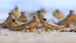 Sulardan Karalara Evrimde Gözümüzün Önünde Yaşayan Bir Örnek: Çamur Zıpzıpı Nedir?