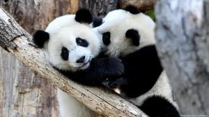 Berlin Celebrates Naming Of Panda Twins Meng Hao And Meng Tian