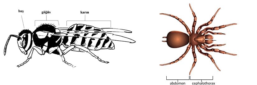 Böcek ve örümceklere ait örnek vücut yapılarının karşılaştırılması.