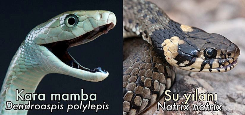 Ölümcül kara mamba ve tamamen zehirsiz olan su yılanı karşılaştırması.