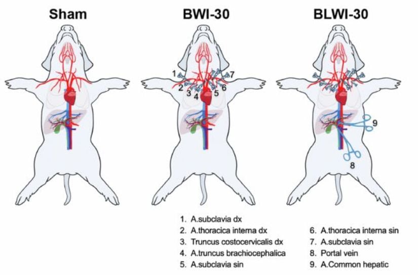 Görselde üç farklı gruba uygulanan iskemi (kan akışının kesilmesi) seviyelerini gösteren bir çalışma yer alıyor. Sham kontrol grubunu temsil ediyor. BWI-30 ise beyin iskemi olan grup. BLWI-30 ise beyin-karaciğer iskemi olan grubu temsil ediyor. &quot;30&quot; sayısı ise bahsi geçen gruplarda, 30 dakikalık bir süre boyunca belirli atardamarlarda (örneğin, subklavyan, torasik veya brakiyosefalik arterlerde) tıkanma veya kesinti uygulanmış olduğunun ifadesi.
