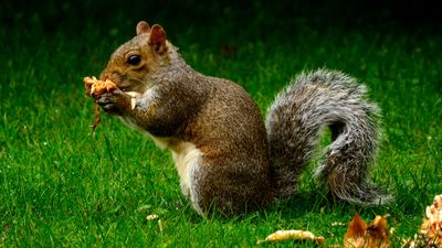 Kemirgenler (Rodentia)