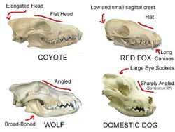 Köpeklerin kafatasının bu şekilde evrimleşmesinin nedenleri nelerdir?