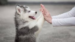 Köpekler Birden Fazla Coğrafyada, Bağımsız Olarak Evcilleştirilmiş Olabilir!