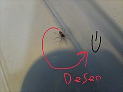 Bu örümceğin türü ne bilen var mı?