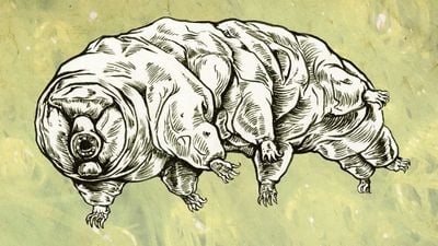 Tardigradlar ve Seks Davranışları: Su Ayıları Nasıl Seks Yapar?