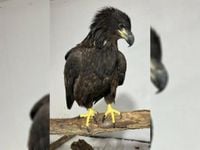 Juvenile Bald Eagle Injured in Roodhouse Makes a Full Recovery, Set for Release