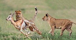 Besin zincirindeki canlılar, evrim sürecinde neden av olmama yetisi kazanamadı?Bir ceylan neden halâ  aslana yem oluyor?