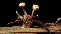 Kordiseps Mantarı Nedir? İnsanlara Bulaşabilir Mi? Karıncalarda Olduğu Gibi İnsanları Kontrol Altına Alabilir Mi?