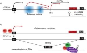 MicroRNA MiR-139-5p Regulates Monocyte Migration And Diabetes