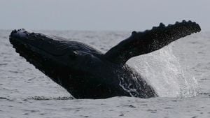 Humpback Whale Breaks Record For Longest Migration