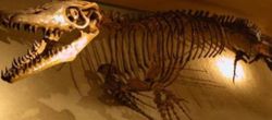 Paleontolojiye Anahatları İle Giriş - 2