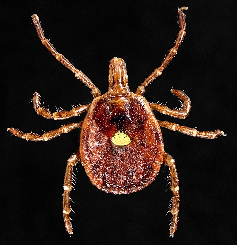 Amblyomma americanum türü kene