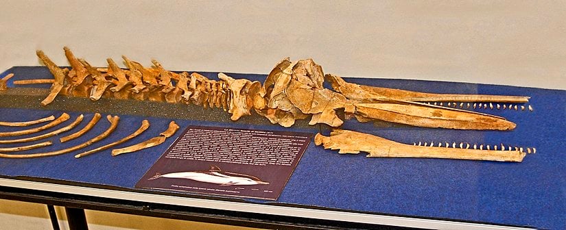 Delphinidae ailesinden bir tür olan Septidelphis morii fosil iskeleti.