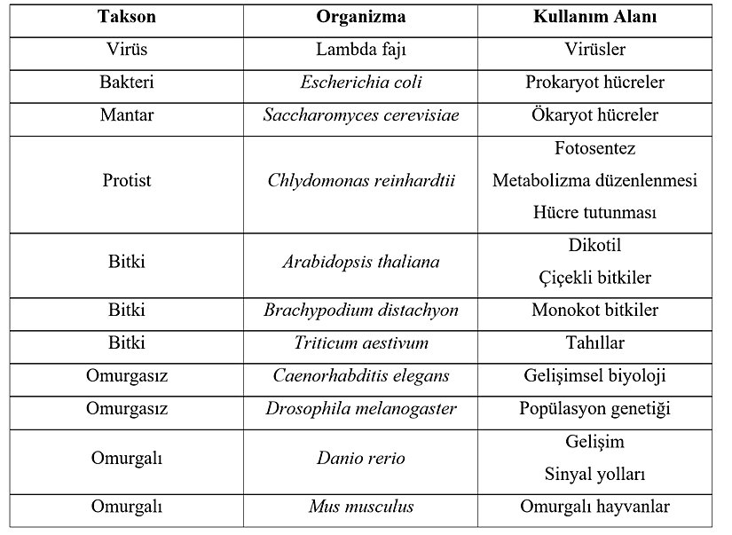 Model organizmalar ve kullanım alanları