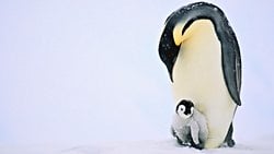 İklim Değişimi, Antarktika'da Yaşayan İmparator Penguenlerin Üreme DavranışlarınI Değiştiriyor!