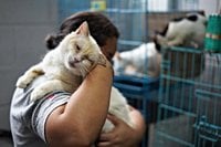 El Salvador’s president seeks help in caring for country’s thousands of stray dogs and cats - WTOP News