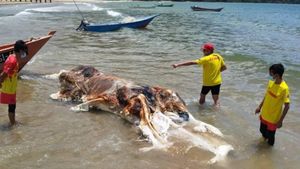 Freaky Marine Oddities Spark Curiosity Along Australian Shores