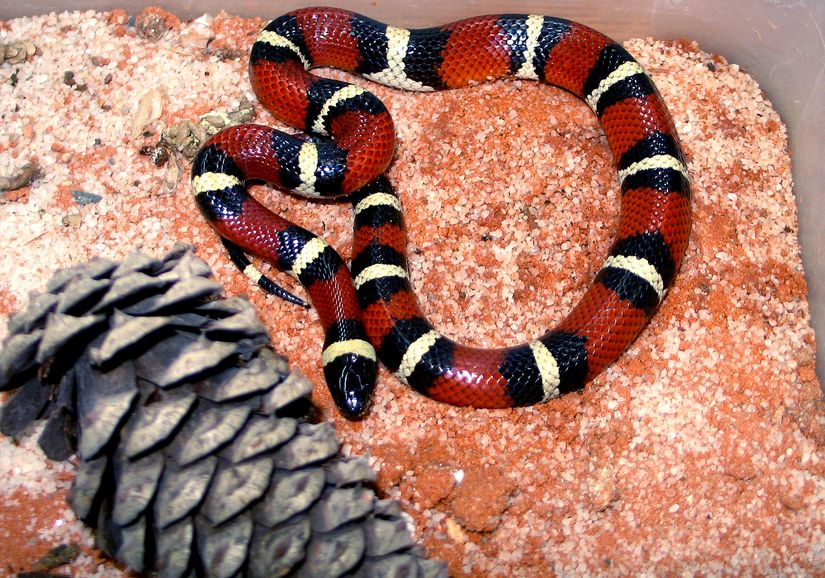 Lampropeltis triangulum annulata