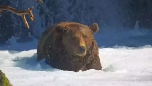 Fat Bear Week 2025 Brings Global Spotlight To Alaska