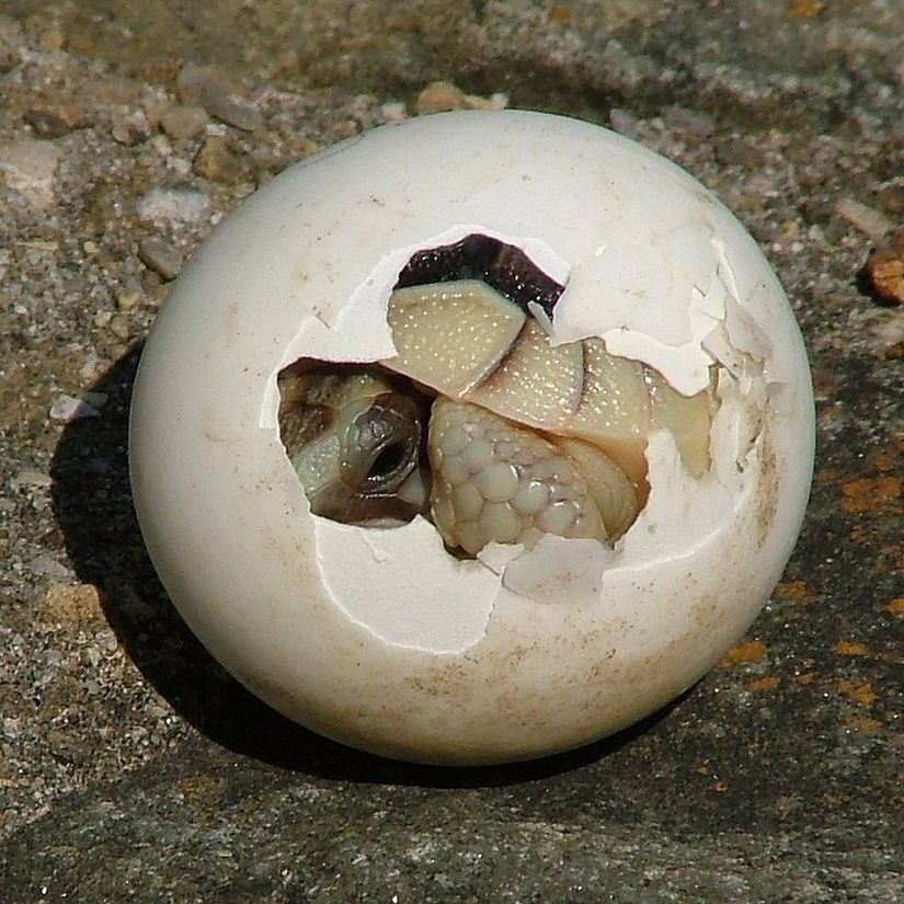 Kaplumbağa Yumurtası