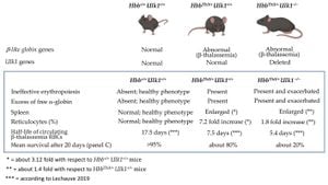 Groundbreaking α-Thalassemia Mouse Model Established Through Cell Transplantation