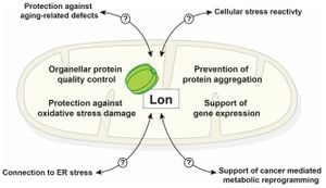 Discovering How Heat Shock Protein LarA Activates Lon Protease