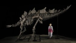 Stegosaurus İskeleti Açık Artırmada Rekor Kırdı: 44,6 Milyon Dolara Satıldı.