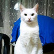 Barış Gürbüz