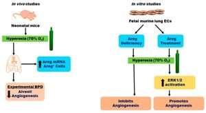 New Study Uncovers Heparan Sulfate Role In Lung Repair