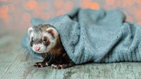 Fake LinkedIn jobs trick Mac users into downloading Flexible Ferret malware